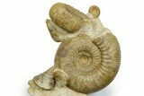 Jurassic Fossil Ammonites, Sea Snail, and Clam - Évrecy, France #367913-1